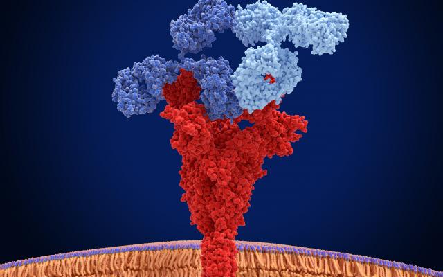 SARS-CoV-2-antilichaamtherapie