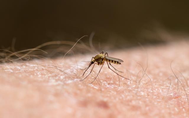 Een mug zit op iemands huid.