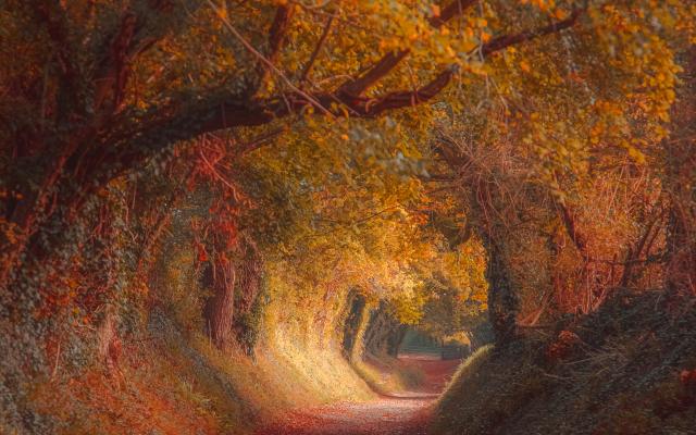 Een bospad met overhangende bomen in herfstkleuren.