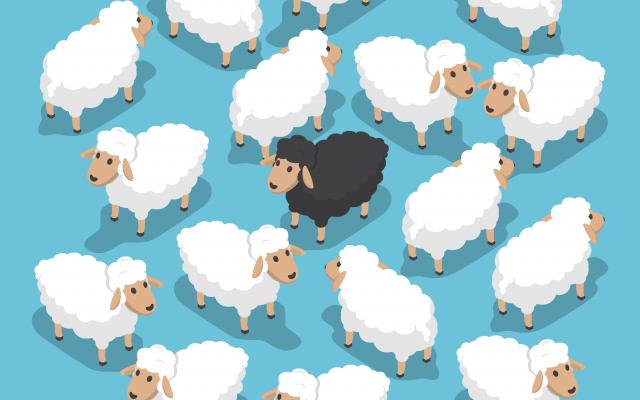 Groep witte schapen met één zwart gaan in het midden