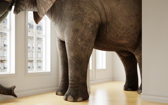 Een olifant in een kamer.