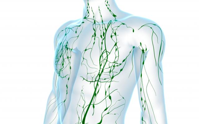 Anatomische illustratie van een mens.