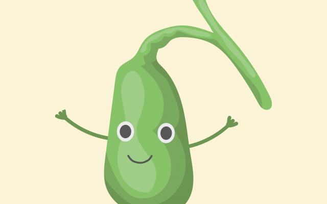 Illustratie van een groene galblaas met armpjes en een gezicht.