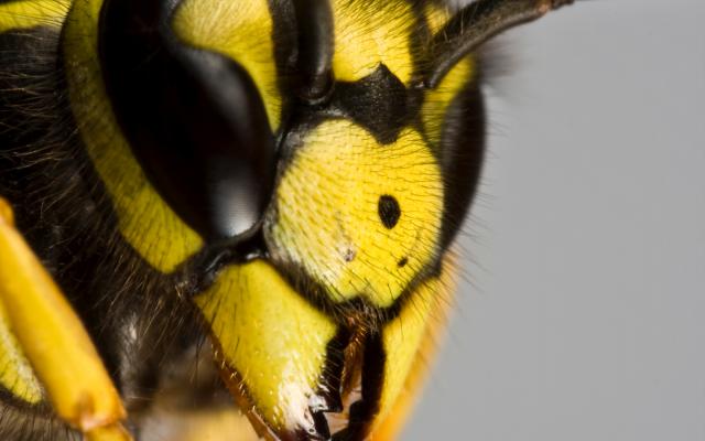 Close-up van een wesp.