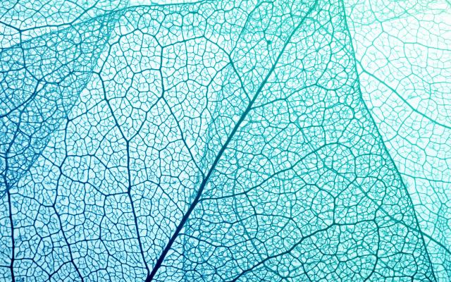 Macro foto van een blad met nerven.