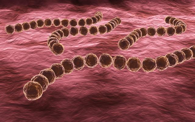 Microscopisch beeld van streptokokken