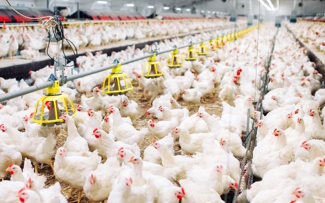 Legbatterij van Kippen