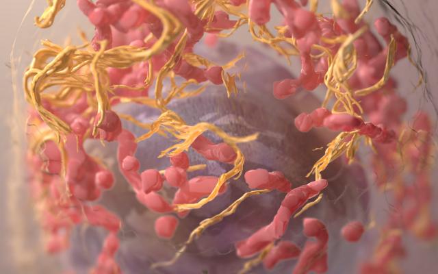 Foto: Flip Franssen/ANP Foto