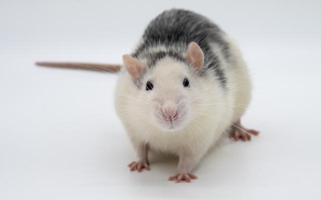 Rat