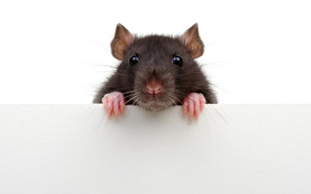 Een rat