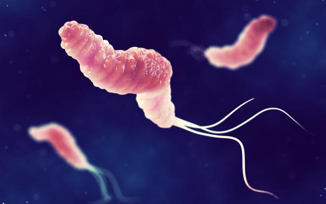 Heliobacter bacterie