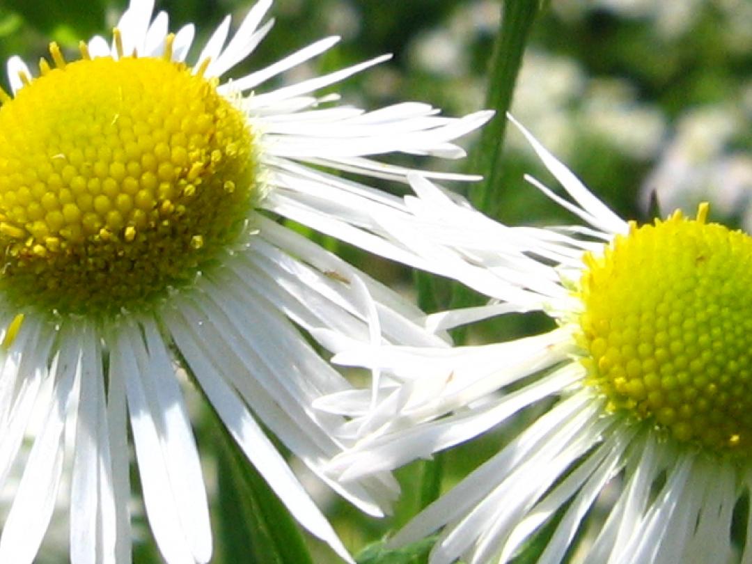 Protocol complementaire geneeswijzen binnen ggz