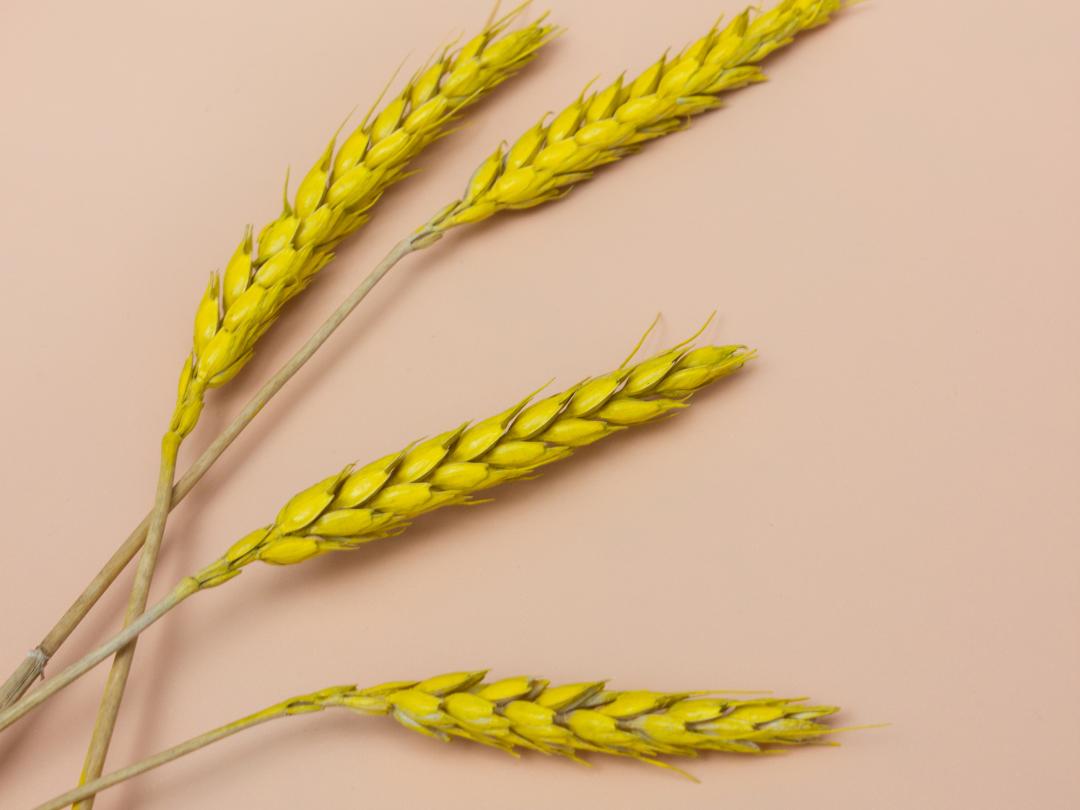 Vier halmen van een graanplant.