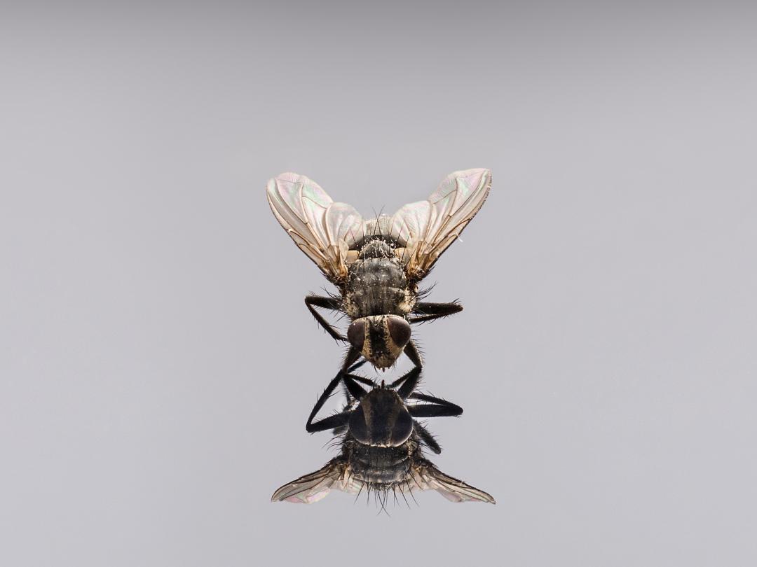 Een vlieg zit op een weerspiegelende vlakte. De vlieg lijkt naar zijn eigen spiegelbeeld te kijken.