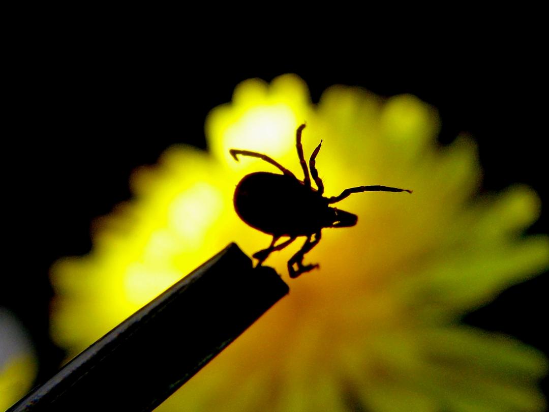 Een pincet met een teek