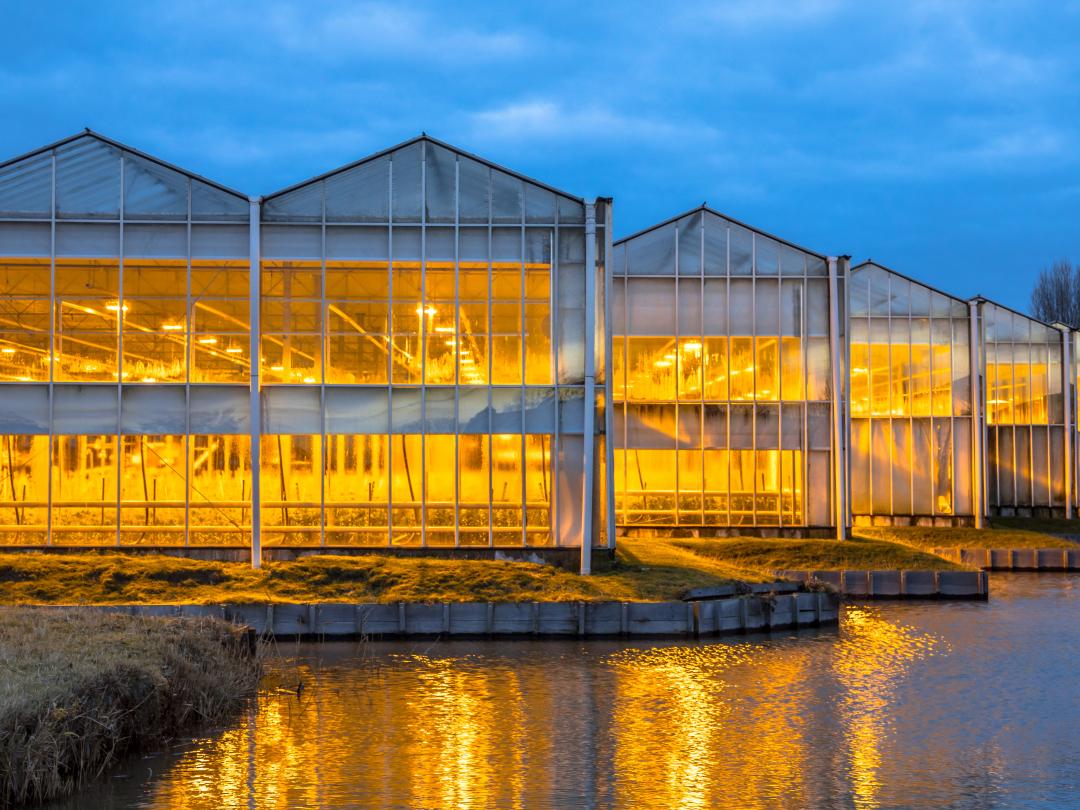 Verlichte Tuinbouwkassen