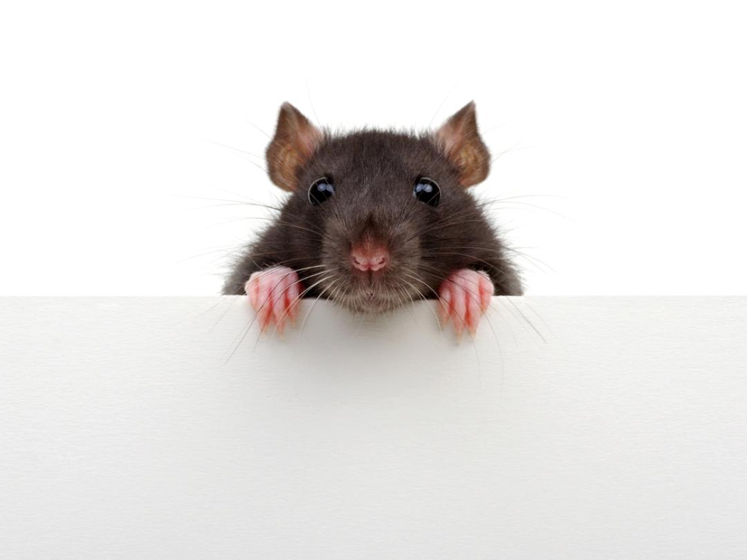 Een rat