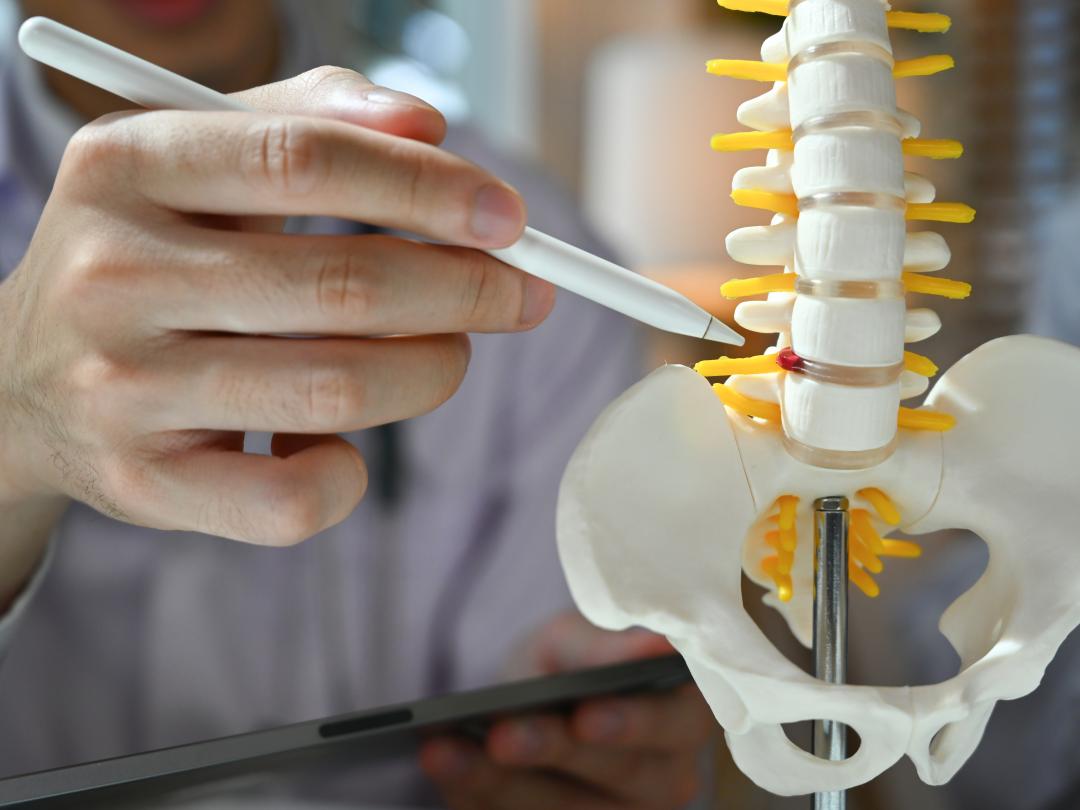 Wervelkolom en bekken