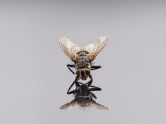 Een vlieg zit op een weerspiegelende vlakte. De vlieg lijkt naar zijn eigen spiegelbeeld te kijken.