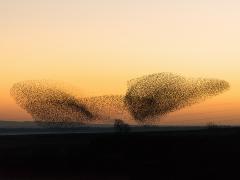 Een zwerm vogels.
