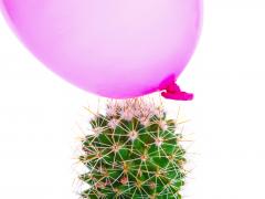 Een cactus en een roze ballon.
