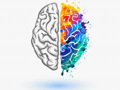 Foto: Crazy nook/shutterstock Twee hersenhelften