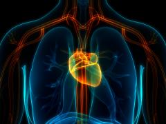 Grafische afbeelding van hart en longen