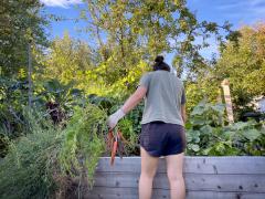 Foto: SergeiShimanovich/shutterstock Vrouw aan het werk in de moestuin