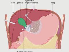 Ilustratie van maag, galblaas en lever