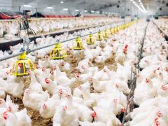 Legbatterij van Kippen