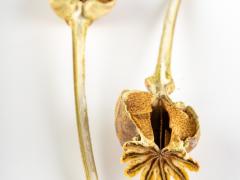 Gedroogde papaver