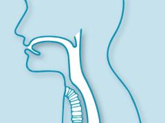 Illustratie van de luchtpijp