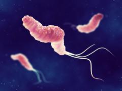 Heliobacter bacterie