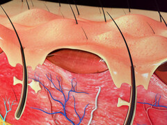 Illustratie van de opbouw van de huid