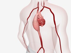 Illustratie van een aorta en hart